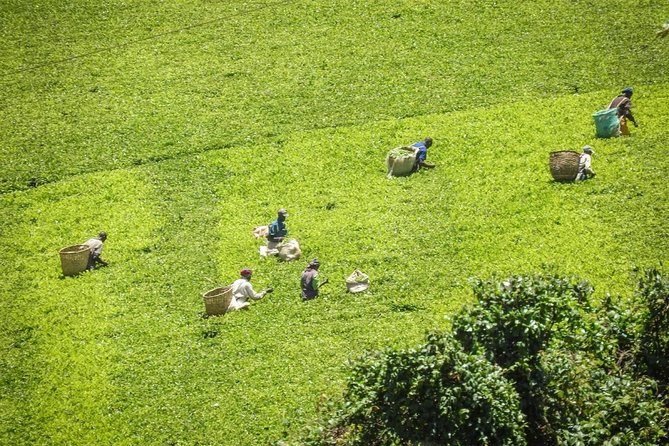 Private Day Trip to Kiambethu Tea Farm in Limuru from Nairobi - The indigenous forest stop with plants, birds, and Colobus monkey chances