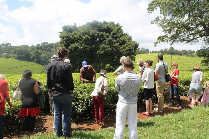 Private Day Trip to Kiambethu Tea Farm in Limuru from Nairobi - Plantation walk: tea growing, picking, and processing at ground level