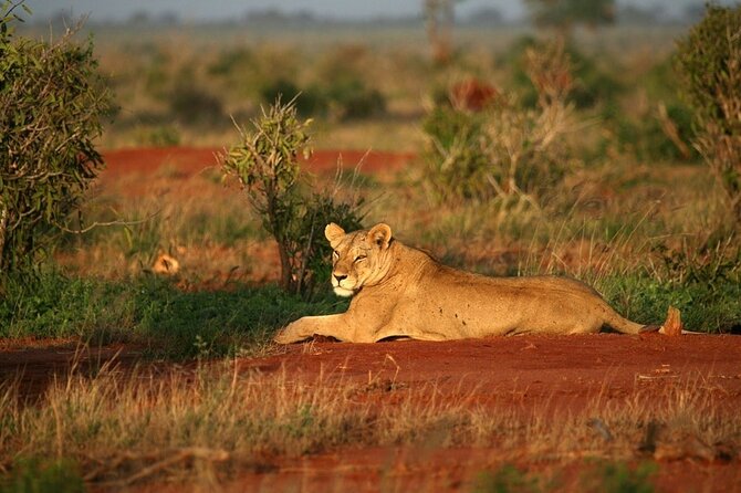 Private full day tour to Tsavo East National Park - Big animals are the headline, but the best value is the variety