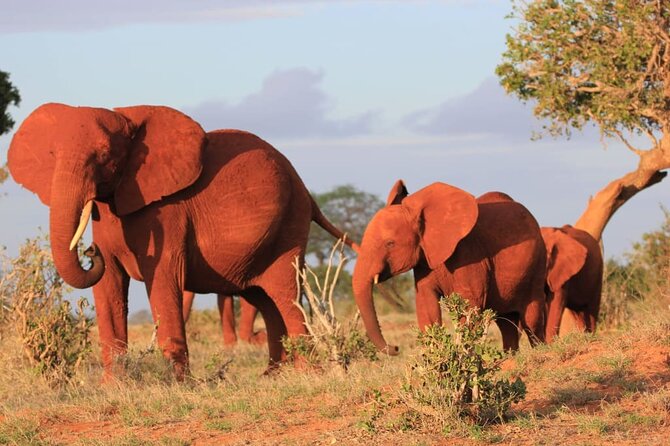 Private full day tour to Tsavo East National Park - Voi Safari Lodge lunch stop: a smart reset mid-day
