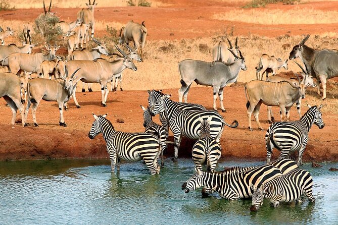 Private full day tour to Tsavo East National Park - The 05:00 pickup, Bachuma Gate entry, and how the day actually flows