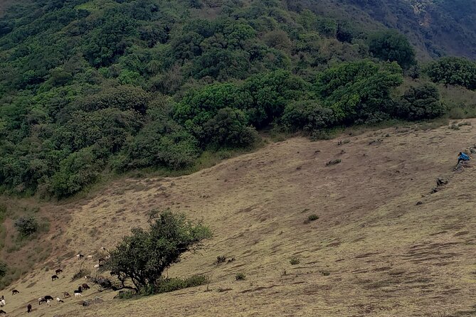 Private Half Day Hike to Ngong Hills from Nairobi - Tour Value: Why $85 Can Make Sense for a Private Half Day