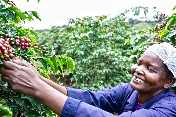 Private Half-Day Tour in Fairview Coffee Farm from Nairobi - Key highlights worth planning for