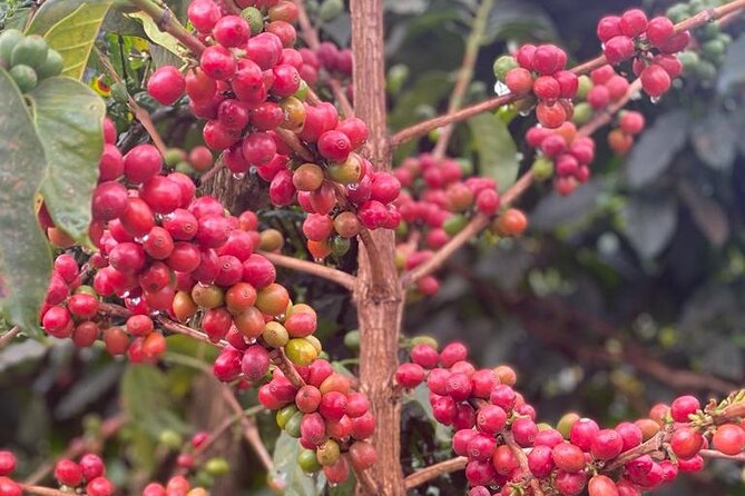 Private Half-Day Tour in Fairview Coffee Farm from Nairobi - Getting to Fairview Coffee Estate, with an 8:30 hotel pickup