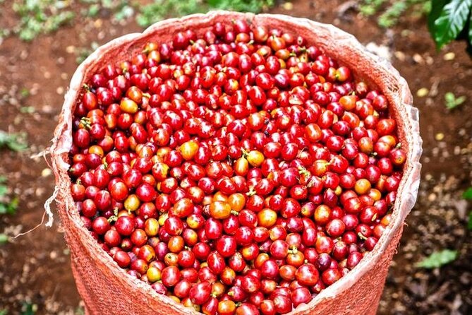 Private Half-Day Tour in Fairview Coffee Farm from Nairobi - Processing steps and the drying areas you’ll want to see