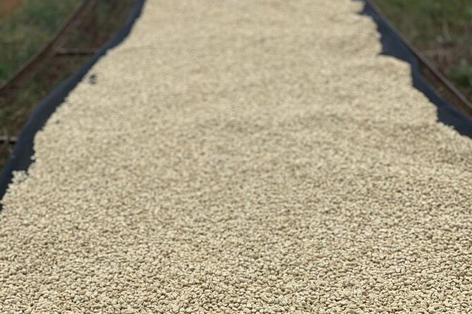 Private Half-Day Tour in Fairview Coffee Farm from Nairobi - Price and logistics, does $90 make sense?