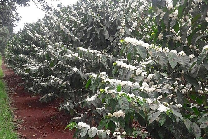 Private Half-Day Tour in Fairview Coffee Farm from Nairobi - Who should book this Nairobi coffee farm tour