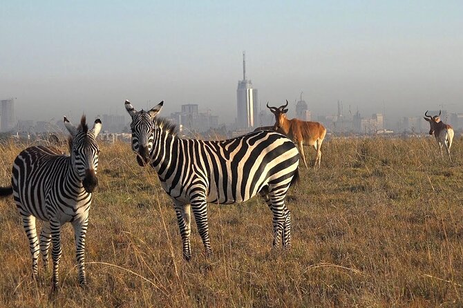 Private Half Day Tour in Nairobi National Park Safari - Key highlights you’ll feel right away