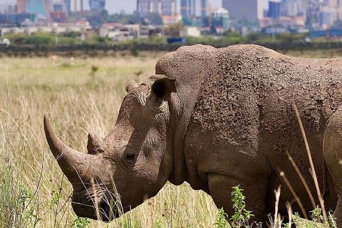 Private Half Day Tour in Nairobi National Park Safari - What you might see: lions, rhinos, leopards, cheetahs, and more