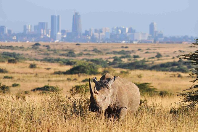 Private Half Day Tour in Nairobi National Park Safari - The half-day flow: pickup, expressway views, then game drive