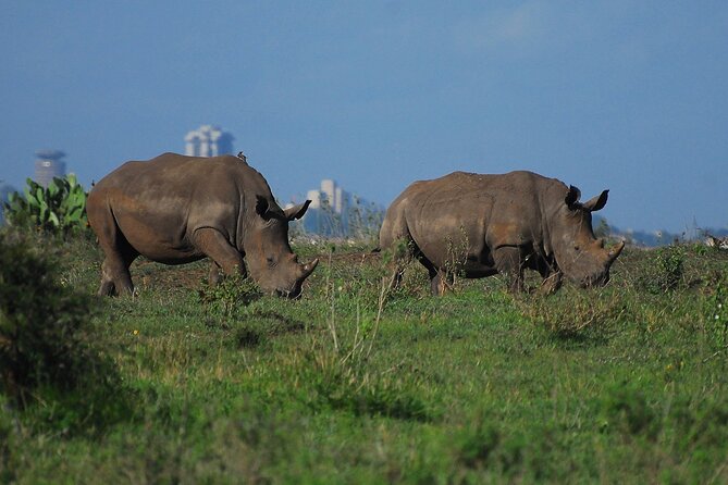 Private Mini Safari Tour in Nairobi - Nairobi National Park is the fastest way to get safari time