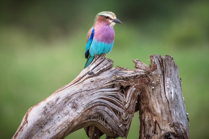 Private Mini Safari Tour in Nairobi - Private tour style: who it suits best