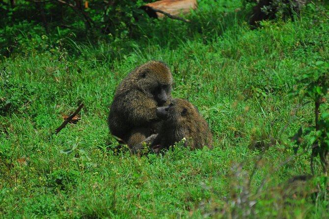 Private Mini Safari Tour in Nairobi - Practical notes before you go