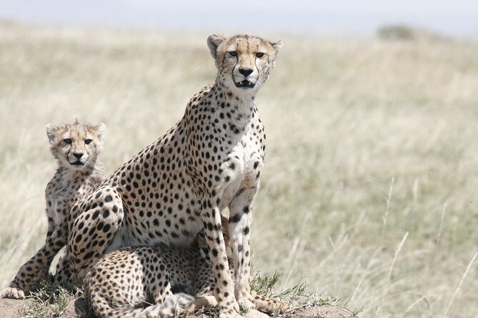 Private Mini Safari Tour in Nairobi - The animals and scenery you can actually expect to see