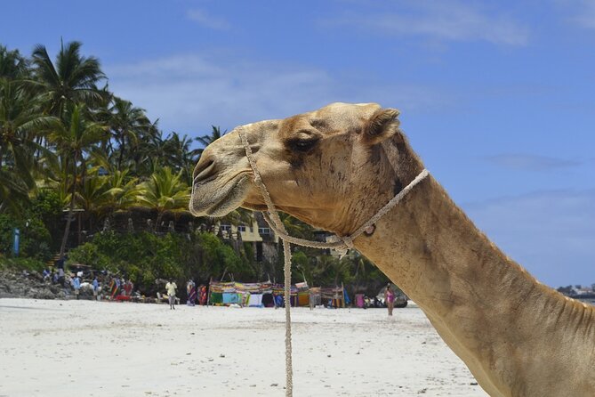 PRIVATE: MOMBASA FULL DAY TOUR and EXCURSUION - Haller Park: former quarries turned nature park