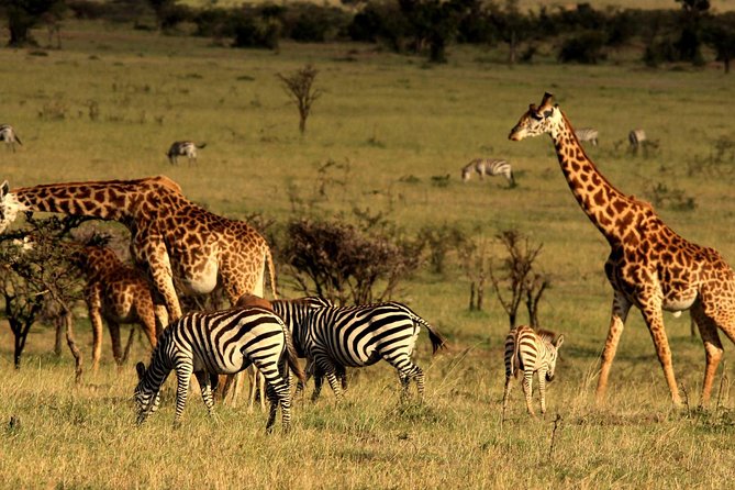 Private Morning Safari to Nairobi National Park & Giraffe Center - How the 5 to 6 hour format works for your morning