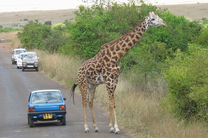 Private Morning Safari to Nairobi National Park & Giraffe Center - Should you book this Nairobi National Park and Giraffe Centre private tour?