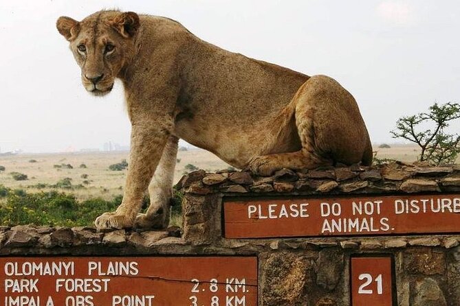 Private Nairobi National Park Day Tour - Nairobi National Park is safari weird in the best way