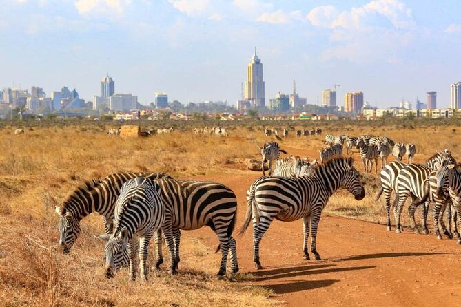 Private Nairobi National Park Day Tour - The animals you can realistically chase (and the elephant gap)