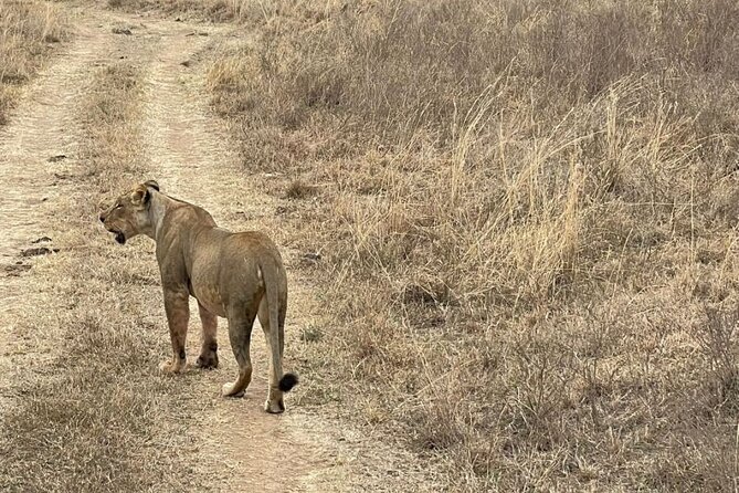 Private Nairobi National Park Day Tour - Why your guide makes or breaks the game drive
