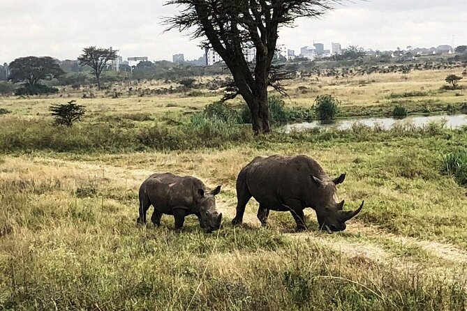 Private Nairobi National Park Day Tour - What to expect from the drive itself