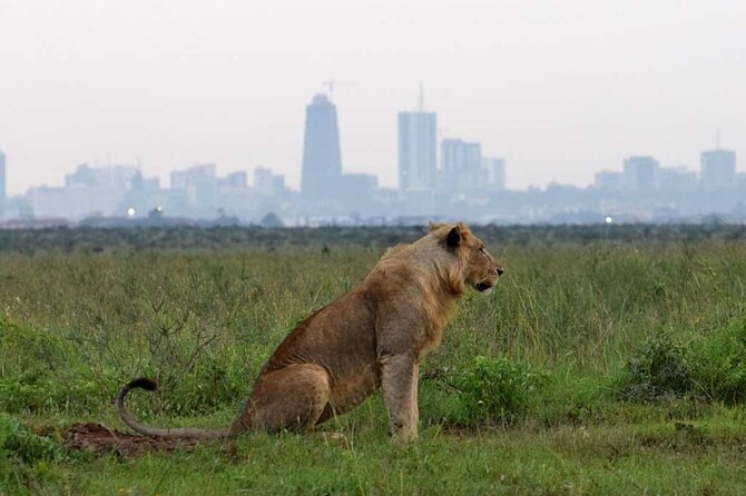Private Nairobi National Park Day Tour - Who this private Nairobi day tour is best for