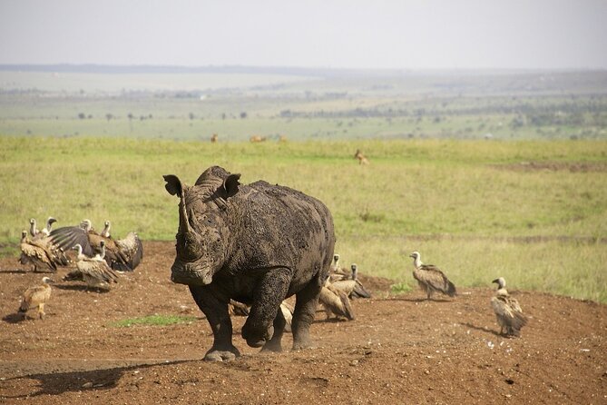 Private Nairobi National Park Day Tour - A one-stop day: what your 5 hours actually look like