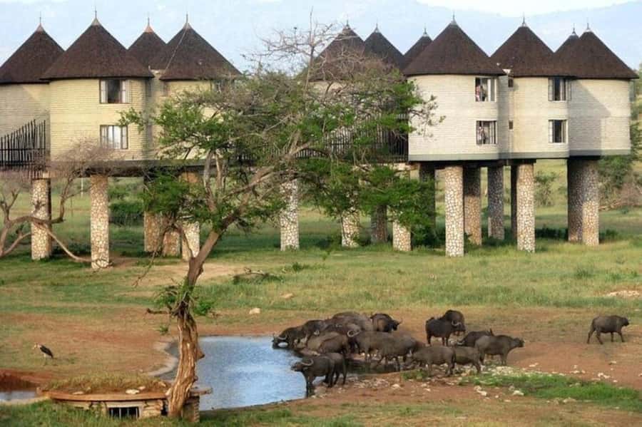 PRIVATE OVERNIGHT SALTLICK SAFARI FROM MOMBASA OR DIANI - Entering the Taita Hills Safari Bubble from Mombasa or Diani