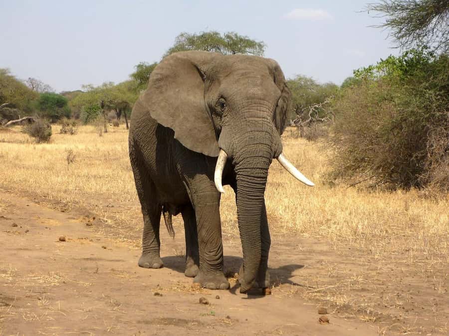 PRIVATE OVERNIGHT SALTLICK SAFARI FROM MOMBASA OR DIANI - Food, drinks, and the real-life lodge experience