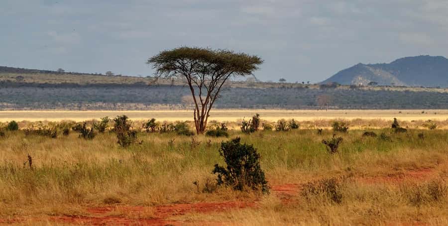 PRIVATE OVERNIGHT TSAVO EAST SAFARI FROM MOMBASA OR DIANI - Key Points Worth Noticing
