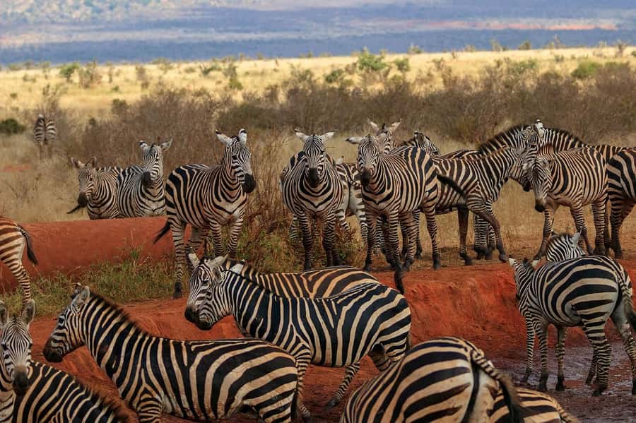 PRIVATE OVERNIGHT TSAVO EAST SAFARI FROM MOMBASA OR DIANI - Morning Game Drive to Bachuma Gate and Aruba Dam