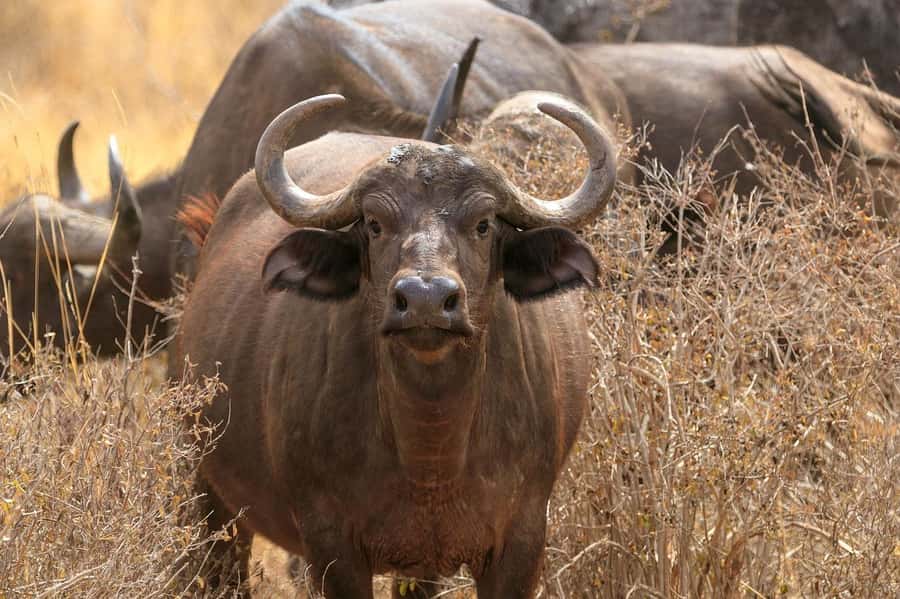 PRIVATE OVERNIGHT TSAVO EAST SAFARI FROM MOMBASA OR DIANI - Lunch, Lodge Time, and the Afternoon-to-Sundown Rhythm