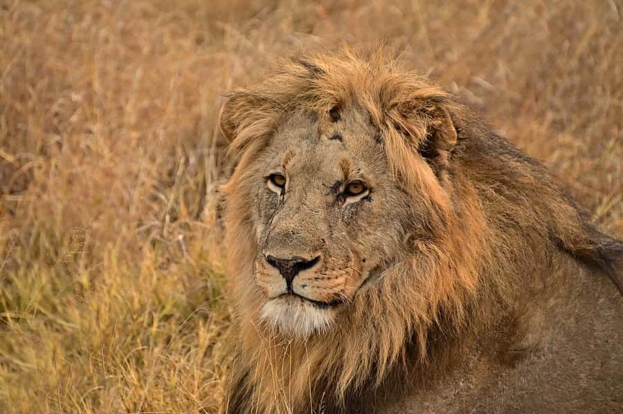 PRIVATE OVERNIGHT TSAVO EAST SAFARI FROM MOMBASA OR DIANI - Second Day Safari, Checkout, and the Route Back to Diani or the Airport