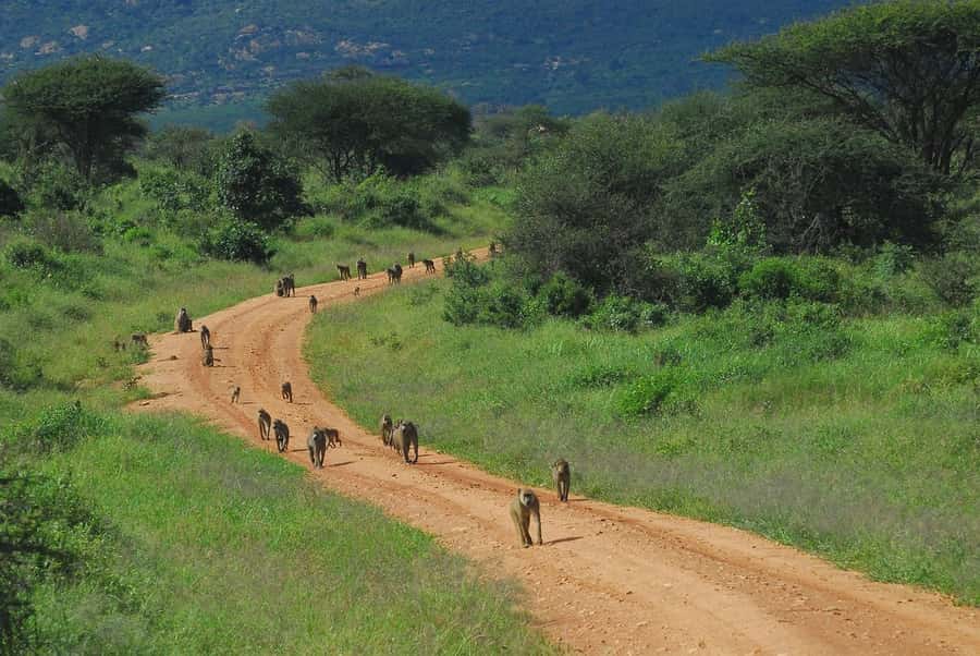 PRIVATE OVERNIGHT TSAVO EAST SAFARI FROM MOMBASA OR DIANI - Private Guide and Customized Vehicle: Value Beyond the Price