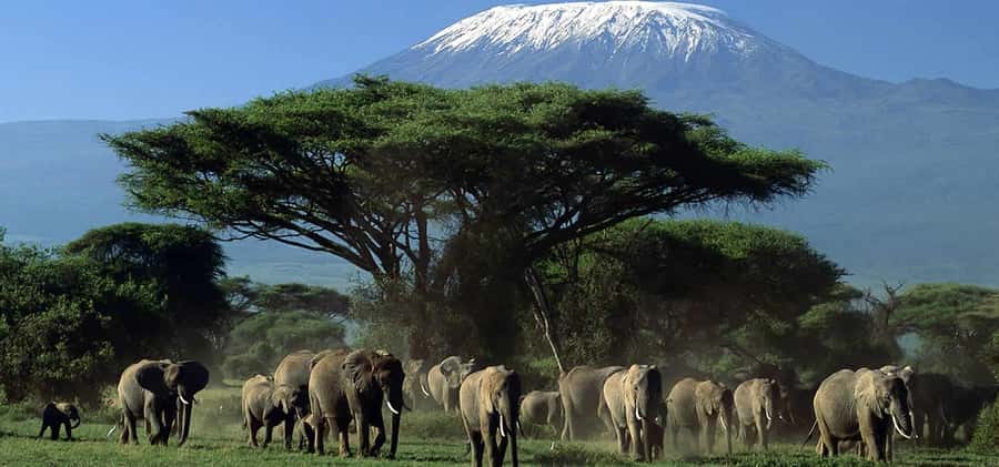 Private Safari Day-Tour in Amboseli National Park - Key reasons this private Amboseli day tour works