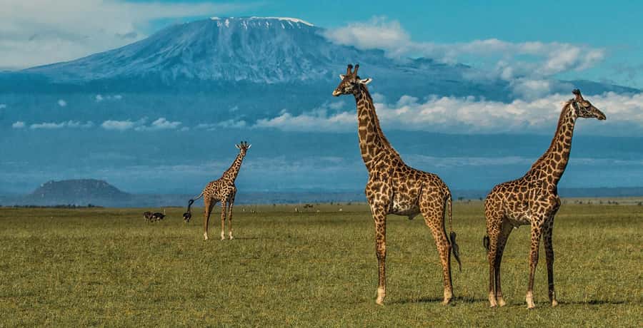 Private Safari Day-Tour in Amboseli National Park - A 5:00 a.m. Amboseli start that actually makes sense