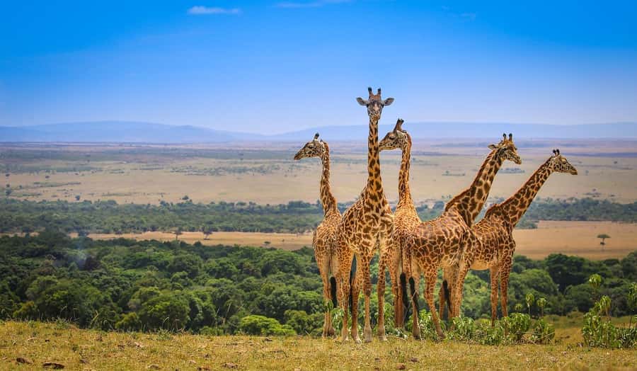Private Safari Day-Tour in Amboseli National Park - The pop-up roof safari vehicle, and what to check for comfort