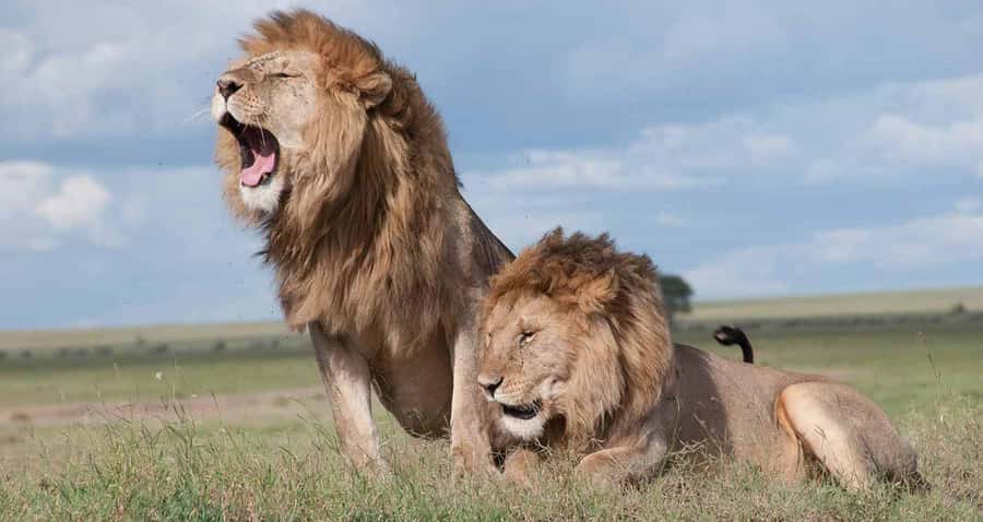 Private Safari Day-Tour in Amboseli National Park - Lunch on the way back, and why the details matter