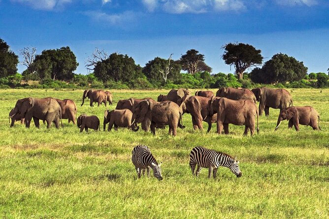 Private Tour of Tsavo East National Park from Mombasa - Key things I’d zoom in on first
