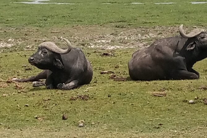 Private Tour of Tsavo East National Park from Mombasa - Big cats, kills, and what to do with that information
