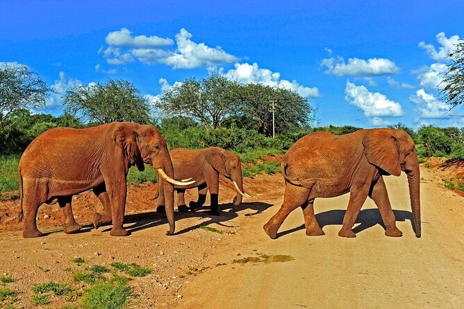 Private Tour of Tsavo East National Park from Mombasa - What lunch at Sentrim Tsavo does for a long day