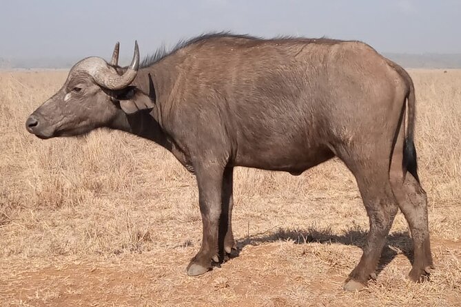 Private Tour of Tsavo East National Park from Mombasa - The pop-up roof safari vehicle: your best friend for spotting