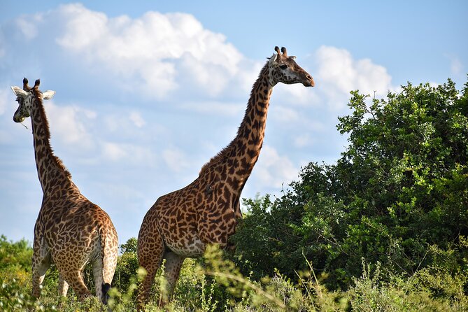 Private Tour Safari To Nairobi National Park - Key things to know before you go