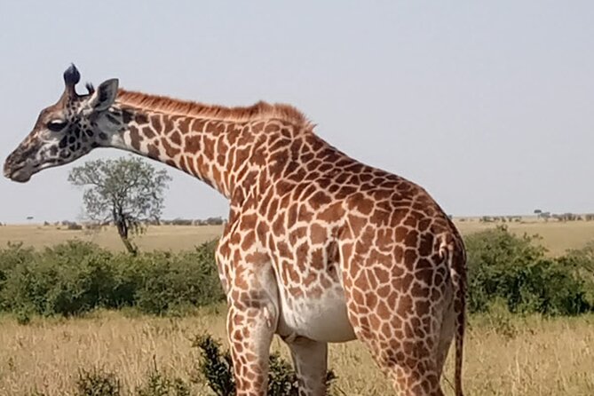 Private Tour Safari To Nairobi National Park - Inside Nairobi National Park: how the search works