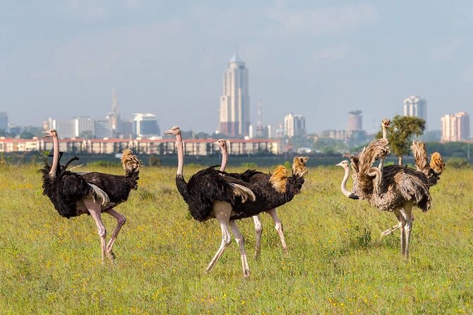 Private Tour Safari To Nairobi National Park - The practical reality of a 6:00 am start
