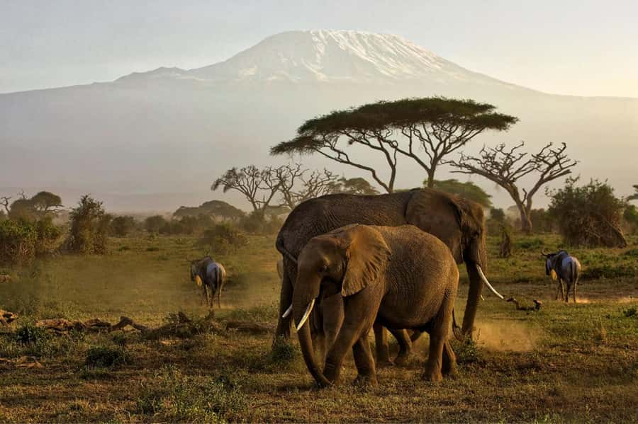 Private Tour to Amboseli National Park - Nairobi to Amboseli: Why the Early 0500hrs Start Matters