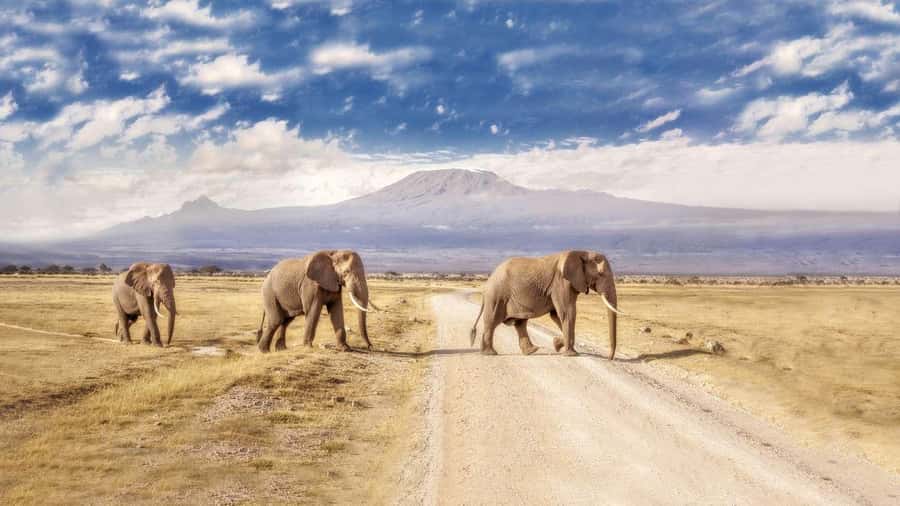 Private Tour to Amboseli National Park - Lunch at Oltukai Lodge: Optional, Plan It Your Way