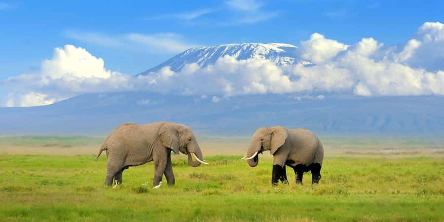 Private Tour to Amboseli National Park - A Note on the Guide: Paul’s Communication Makes It Easier