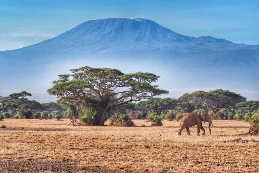 Private Tour to Amboseli National Park - Who This Private Amboseli Tour Fits Best