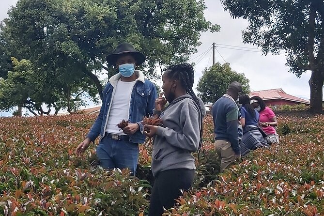 Purple Tea Farm Tour from Nairobi City - Specialty Tea Tasting - Key highlights I think are worth prioritizing